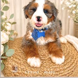 Creed - Merle male Bernedoodle puppy in Canton, Georgia from Teddy Puppies