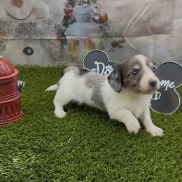 Black and Cream Dapple Piebald Longhair Girl - Dapple female Dachshund puppy in Killeen, Texas from Southern Dachshunds