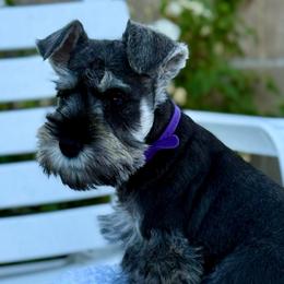 Mr Purple - Salt and pepper male Miniature Schnauzer puppy in Wildomar, California from My Angel Schnauzers