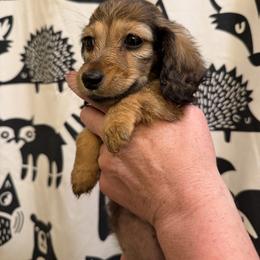 KitKat - Cream female Dachshund puppy in Huntingdon, Pennsylvania from Indian Creek Springers and Doxies