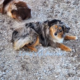 Belxley - Toy Australian Shepherd