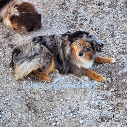 Belxley - Toy Australian Shepherd