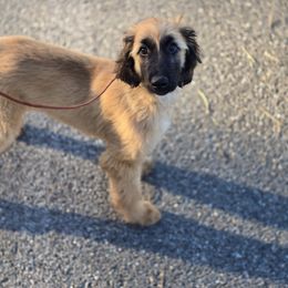 Afghan Hound Puppies from Lenore Light