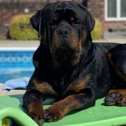 Apollo - Rottweiler