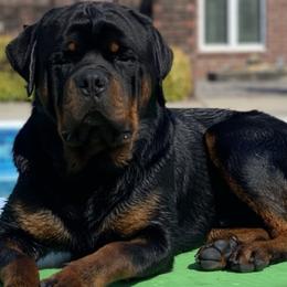 Apollo - Rottweiler