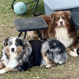 Australian Shepherd puppies from Muckalee Lane Aussies
