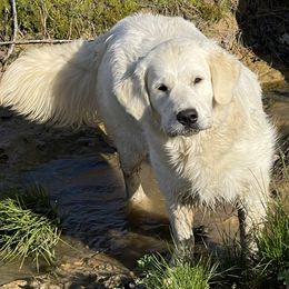 Golden Retrievers from The Gilbert Farms