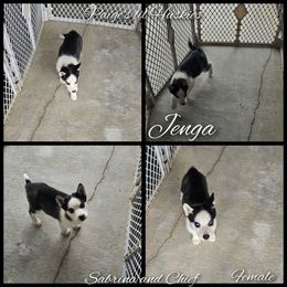 Jenga weekend sale only 500.00 - Black and white female Siberian Husky puppy in Bloomfield, Indiana from Paiges lil huskies