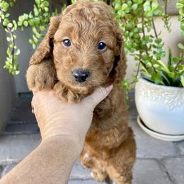 Myrrh - Red  male Goldendoodle puppy in Superior, Arizona from Mountain Bridge Doodles