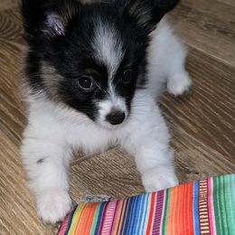 Dolly - White black and tan female Papillon puppy in Benton, Arkansas from Mama's Pride Poms and Paps