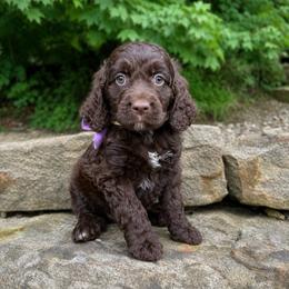 Bean - Liver and white female Springerdoodle puppy in Lisbon, Ohio from Willow Lane Doodles