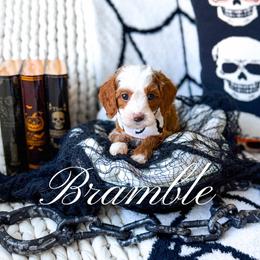 Bramble - Red  male Goldendoodle puppy in Springville, Utah from Happy Doodle