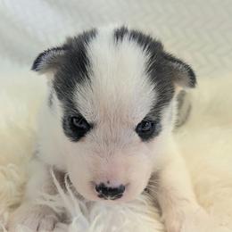 Reba - Black and white female Siberian Husky puppy in Hebron, Kentucky from Glacier Run Huskies