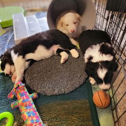Border Collie Puppies from Double4farms