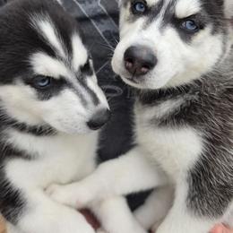 Siberian Husky Puppies from Nikolay Veltchev