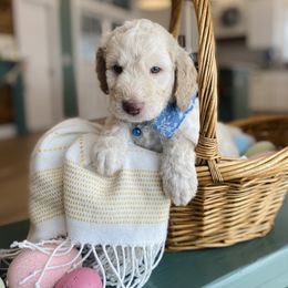 Goldendoodle Puppies from Lakeside Doodles MN