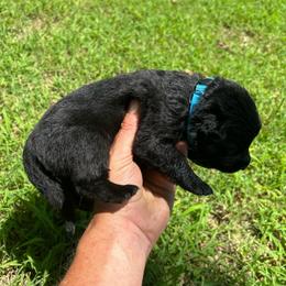 Blue Collar, Black Male - Black male German Shepherd puppy in Milan, Illinois from Stonewick German Shepherds