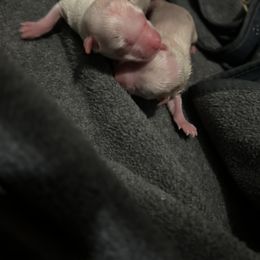 Maltese, Morkie, Poodle, and Yorkshire Terrier Puppies from YorkiesPawsLife