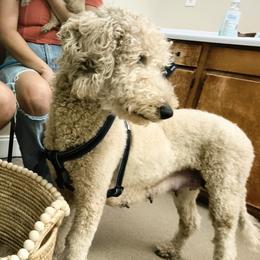 Sophie - Goldendoodle