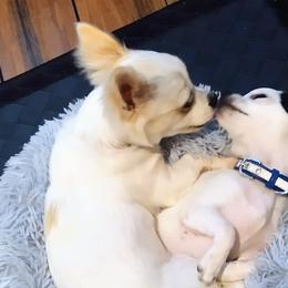 Lucy - Chihuahua
