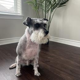 Miniature Schnauzer Puppies from Sugarbaby Kennel