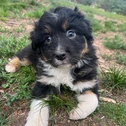 Glenn - Black tri-color male Australian Shepherd puppy in Scottsville, Virginia from Cedar Creek Aussies