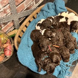 Assorted Doodle Crosses and Newfoundland Puppies from Bluegrass Newfypoos