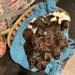 Assorted Doodle Crosses and Newfoundland Puppies from Bluegrass Newfypoos