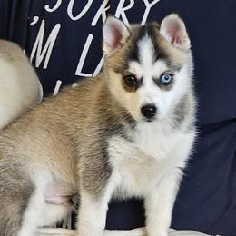 Balto Mini Bi eyed boy - Wolf sable male Pomsky puppy in Frazeysburg, Ohio from Mountain High Kennels