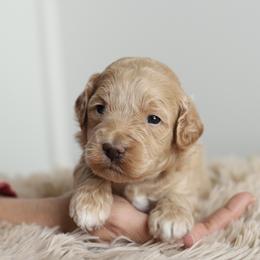 Navy - Cream male Australian Labradoodle puppy in Williamstown, New York from Lewis Manor Labradoodles