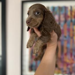 Boone - Fawn (isabella) and cream male Dachshund puppy in Coatesville, Indiana from ADH Dachshunds