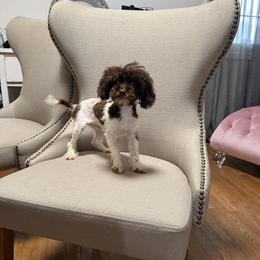Taffy - Poodle
