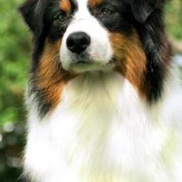 Australian Shepherds from Blue Isle Aussies
