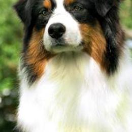 Australian Shepherds from Blue Isle Aussies