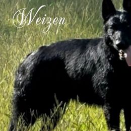 Deva - German Shepherd