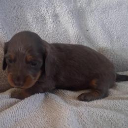 Nico - Blue and tan male Dachshund puppy in Hillsville, Virginia from Bonderosa Kennels