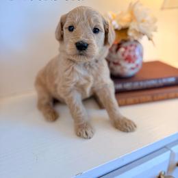 Sullivan - Apricot male Goldendoodle puppy in Wilson, North Carolina from Cedar Creek Doodles