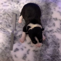 Grey Collar - Black and tan male Pembroke Welsh Corgi puppy in Elberton, Georgia from Lonesome Boone Corgis