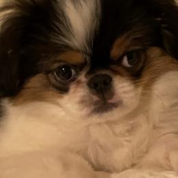 Barkley - Japanese Chin