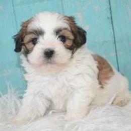 Bernedoodle, Bichon Frise, Poodle, and Shichon Puppies from Shondel Puppy Paws