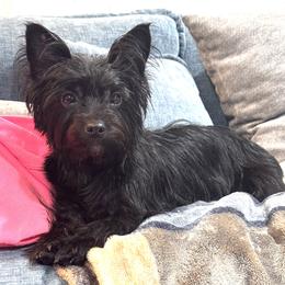 Raven - Yorkshire Terrier
