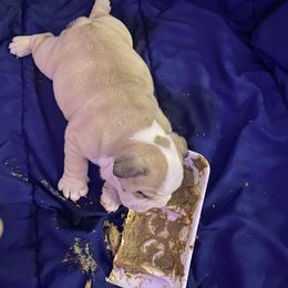 Bulldog Puppies from Pearl Salinas