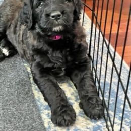 Goldendoodle Puppies from Only Loving Pups