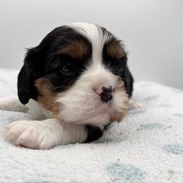 Viper - Tri-color male Cavalier King Charles Spaniel puppy in Awendaw, South Carolina from Just A Little Cavalier