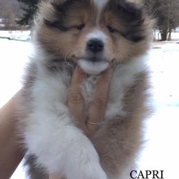 Shetland Sheepdog Puppies from Royal Tea Shelties