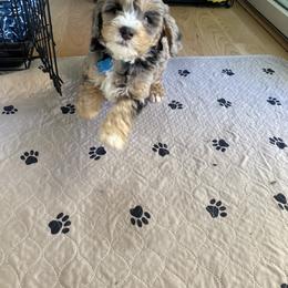 Bernedoodle and Whoodle Puppies from Fleury Farm Doodles NC