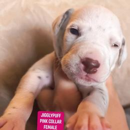 Jigglypuff (Pink Collar) - White and liver brown female Dalmatian puppy in Raymondville, Missouri from Wagner's Dalmatian's