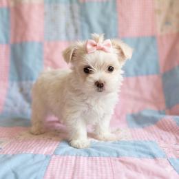 Rhiannon - White female Morkie puppy in Fall River, Massachusetts from Exquisite Babydoll Morkies and Yorkies