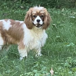 Ruby - Cavalier King Charles Spaniel