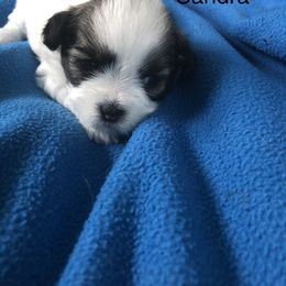 Boy 2 - Lhasa Apso puppy in Los Molinos, California from Anderson Lhasa Apsos